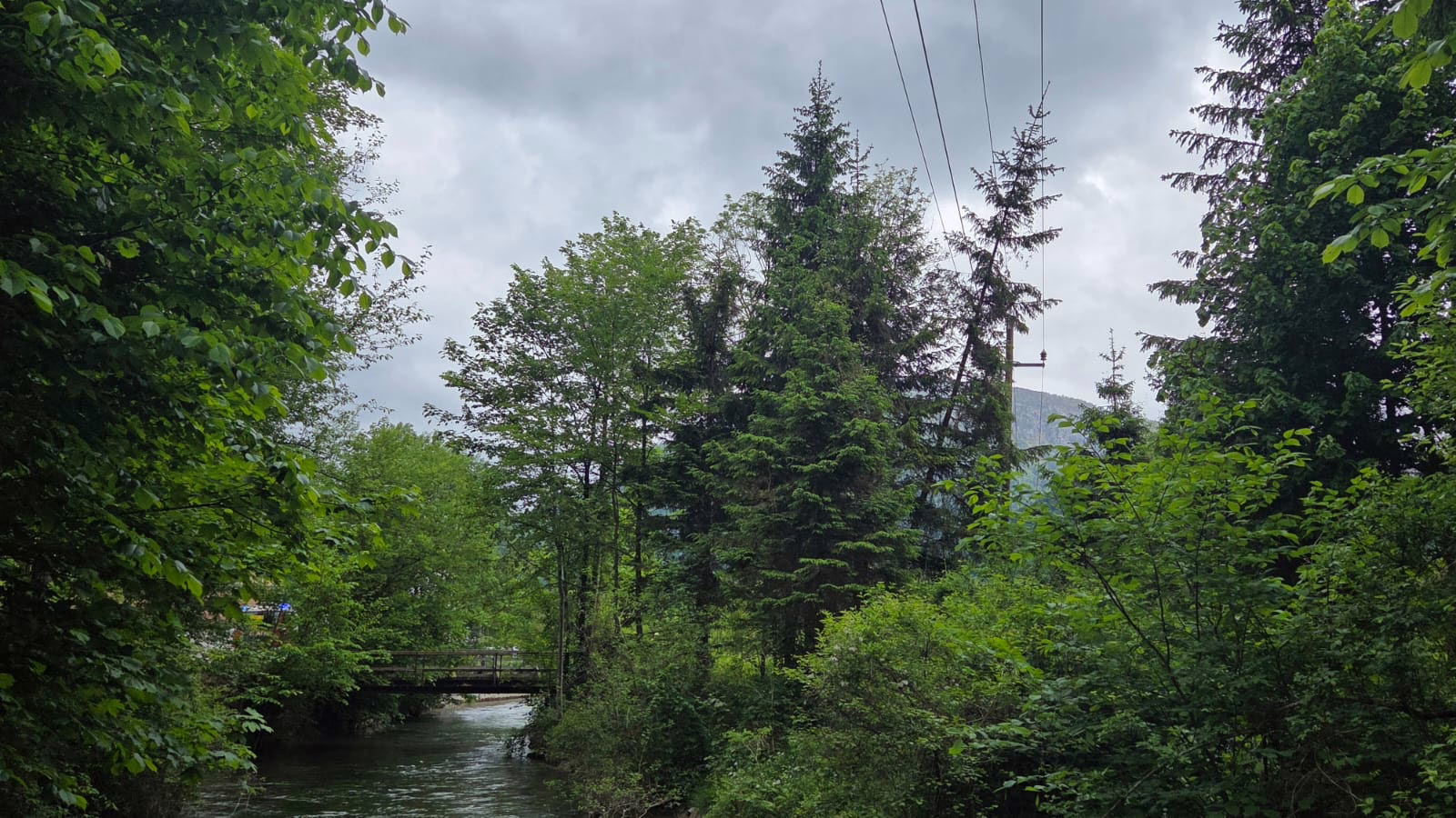 Baum in Stromleitung verursachte Feuerwehreinsatz